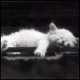 Аватар для neko1234