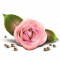 Орден Розы.png