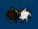 Caecef611cc515e8488627138f49b38f.png
